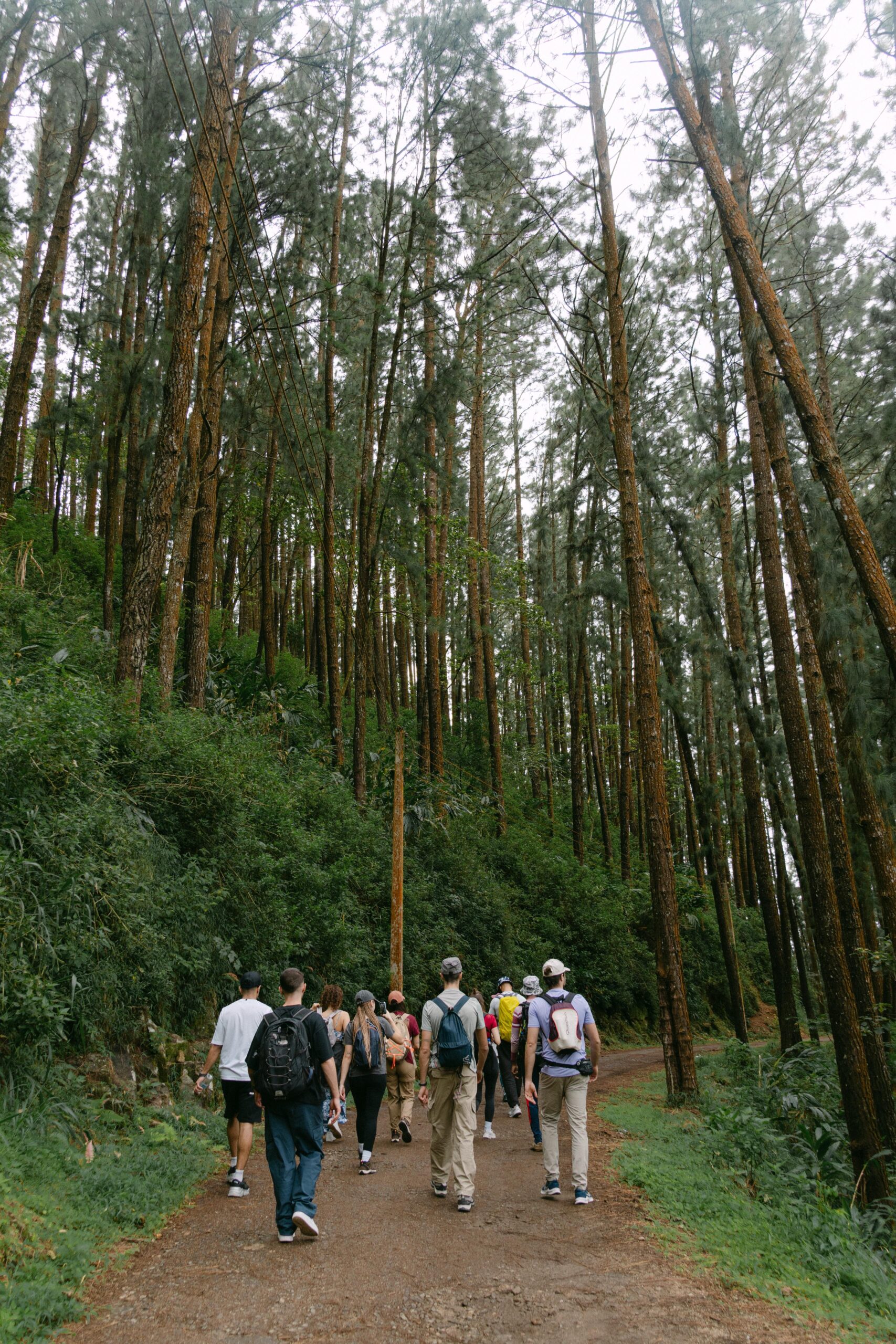 Forest walking - Dahab - Jizen
