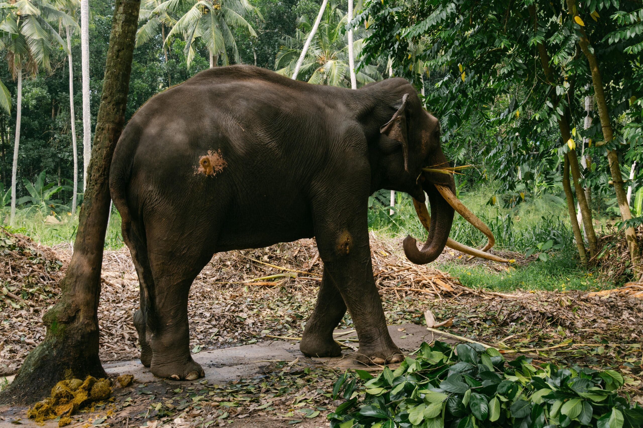 Elefante - Dahab - Jizen
