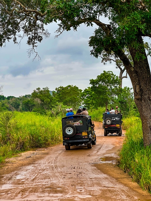 Sigiriya, Sri Lanka - January 11th 2025: Minneriya National park Jeep Safari