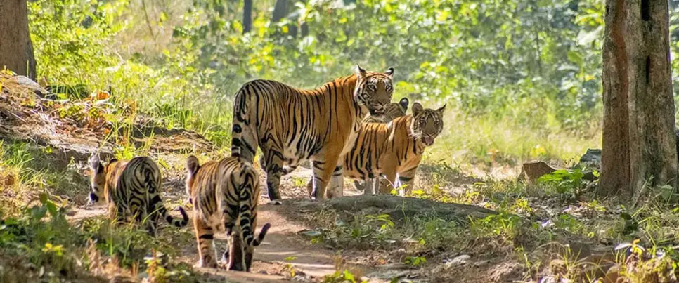 Tigers - India - Jizen